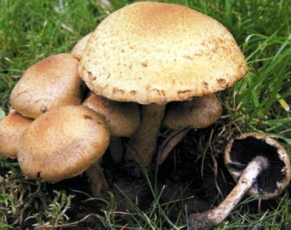  Lacrymaria lacrymabunda (Psathyrella velutina)  